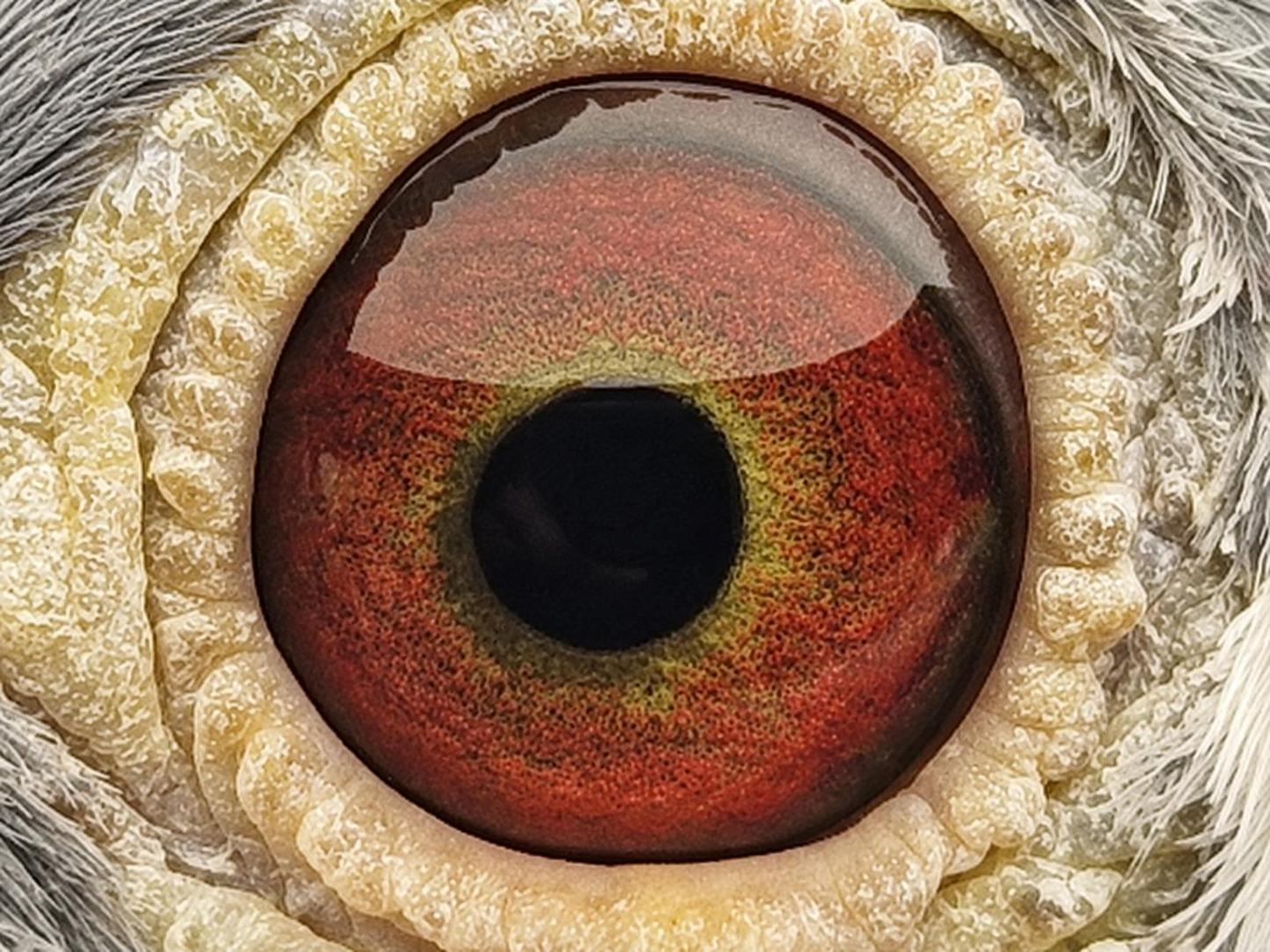 Pigeon eye
